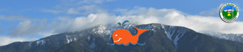 19 WhaleHeader2